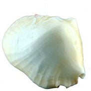 Strombus Latissimus blanco pulido - 6 + pulgadas