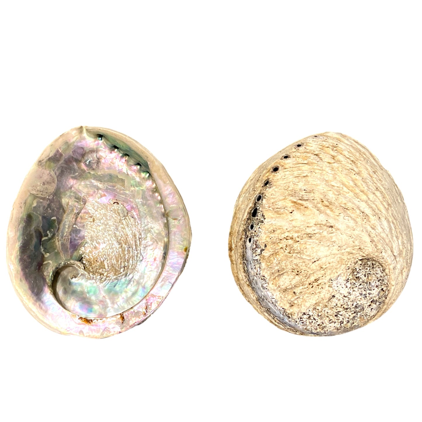 6+ pulgadas - Midae Abalone - 15-16cm - Haliotis Midae - Sudáfrica - Todo Natural
