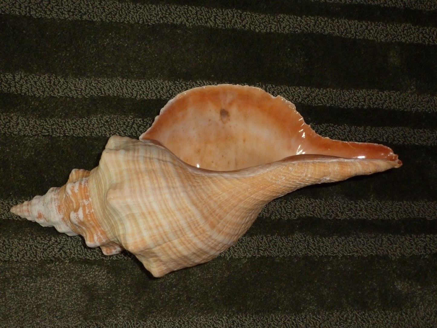 Caracol de caballo mexicano