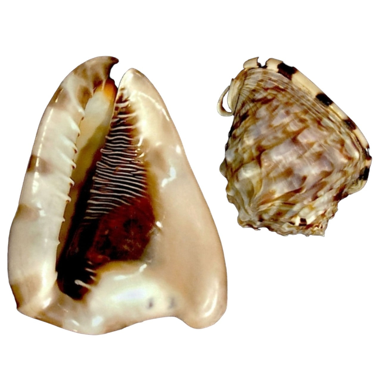 Caracol rey - Cassis tuberosa - 6-7 pulgadas