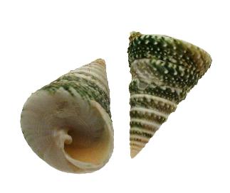 Treseliaris Troca Verde Alargada - 2 pulgadas - Filipinas