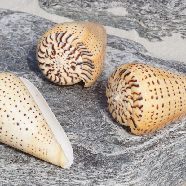 Bitulinus Conus - Conchas cónicas - XL