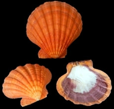 Pares de patas de león pulidas de color naranja - Más de 5 pulgadas - Concha de vieira - Filipinas