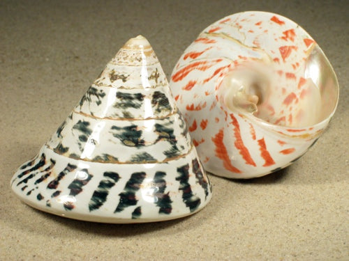 2.5 - 3 + inch - Green Polished Trocus - Trochus Niloticus - Philippines