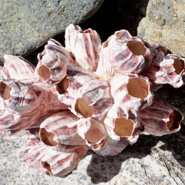 PURPLE GIANT BARNACLES 5 - 7 inch lepas psithacus (20 PER CASE)