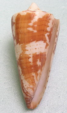 Thalaisarus Conus - 2,5 pulgadas