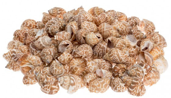 Babylonia Spirata - 1.97 to 3 inch 5-8cm - China - New1022