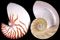 Conchas de Nautilus Naturales Partidas - 2 Piezas - 5-6 pulgadas