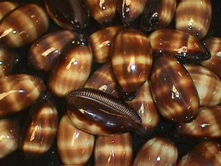 Cypraea Talpa - 2 - 3 pulgadas