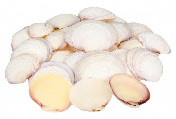 1 KG - Mitades de Codiakia Tigrigna - 2,5 - 3 pulgadas