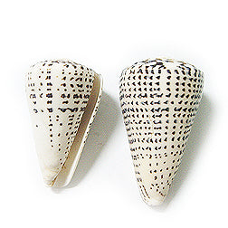 Conus Leopardus - 4 + pulgadas