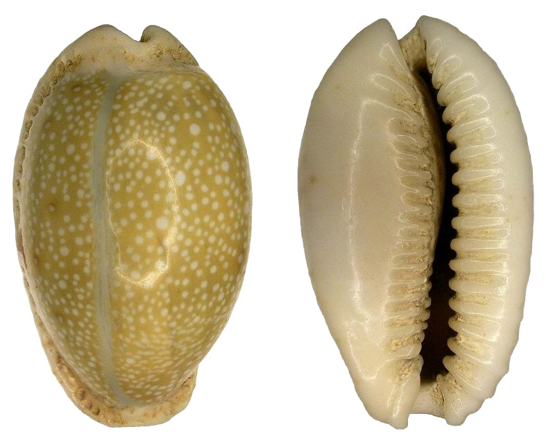 Cypraea Erosa - Cauri