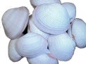 Fimbreata Clam Pairs - 2 - 3 inches