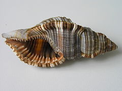 Conchas de Cymatium pileare
