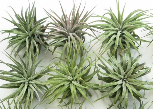 5 Tips for healthy air plants!