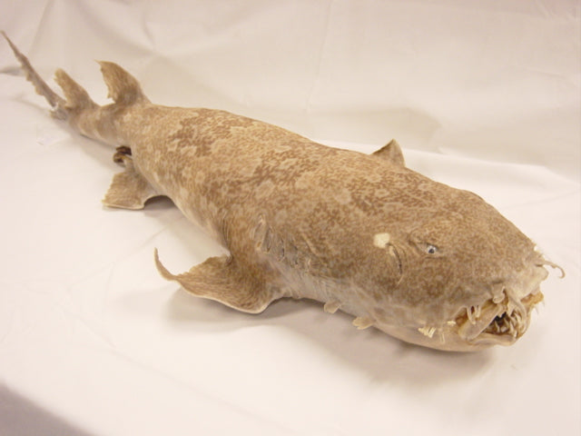 Tiburón alfombra
