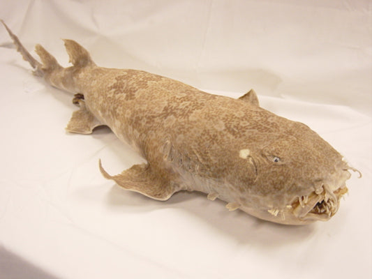 Carpet Shark