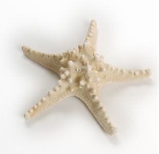 Estrella de mar de cuerno blanco blanqueada - 5-6 pulgadas