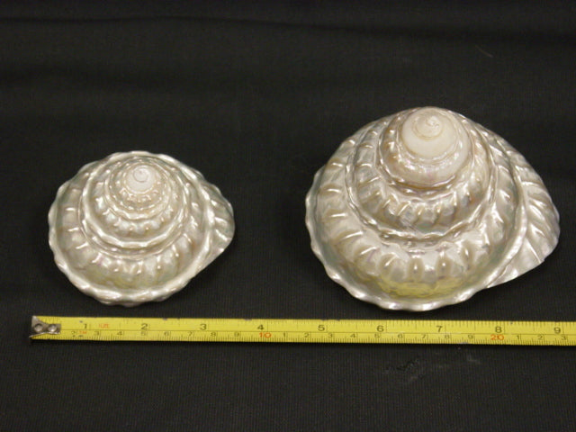 Astrea Undosa perlada - 4 - 5 pulgadas - México