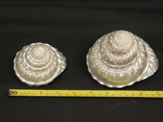 Pearlized Astrea Undosa - 4 - 5 inches - Mexico