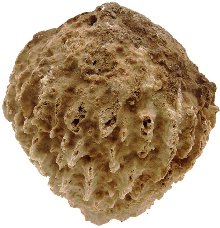 ESPONJA DE CRESTA GIGANTE - XESTOSPONGIA TESTUDINARIA - MEDIANA 15 a 19 pulgadas - Filipinas