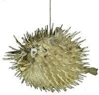 Porcupine Fish - 7 - 8 inch - Philippines