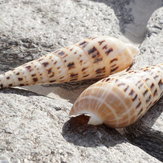 Polished Terebra Maculata Shell - 3 - 4 inches