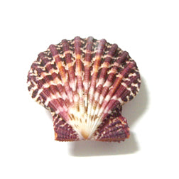 Pecten Pallium Pairs - 2 - 3 inches