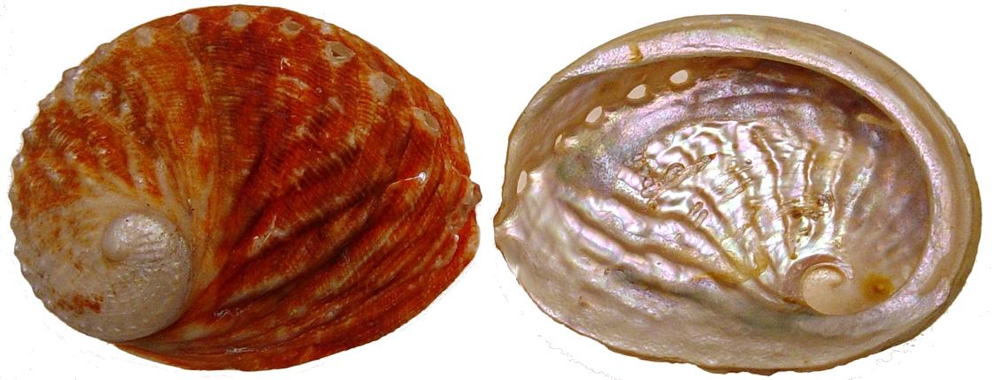 Rubra Abalone - 5  inch + - 13-15 cm - Australia - HALIOTIS RUBER - All Natural