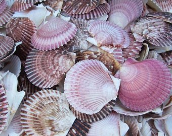 Polished Purple Pecten Pairs - 3.5 + inches