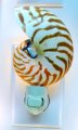 NATURAL NAUTILUS NIGHTLIGHT