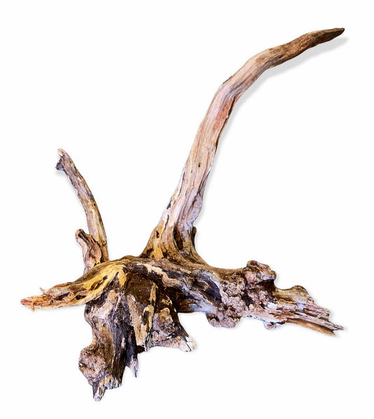 1lb. Sinking Driftwood 30cm - 12 - 15.9 inch + Price is per pound. (Order quantity of pieces required. We will update the weight upon shipping.)
Malaysia Mangrove