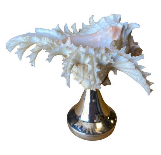 MUREX RAMOSA SEA SHELL on Silver Metal Stand - NEW921