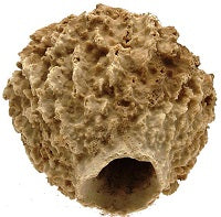 ESPONJA DE CRESTA GIGANTE - XESTOSPONGIA TESTUDINARIA - PEQUEÑA DE 30 a 35 cm - Filipinas