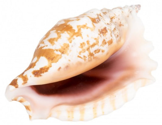Laciniate Conch - Strombus Sinuatus - 3 inches