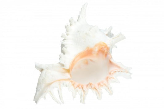 Murex Ramosa - 7 - 8 inches