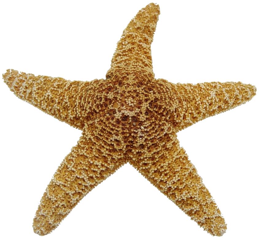 Sugar Starfish (4 - 5 inch)