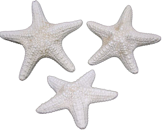 Estrella de mar blanca de la selva (3-4 pulgadas) Pentaceraster mammillatus
