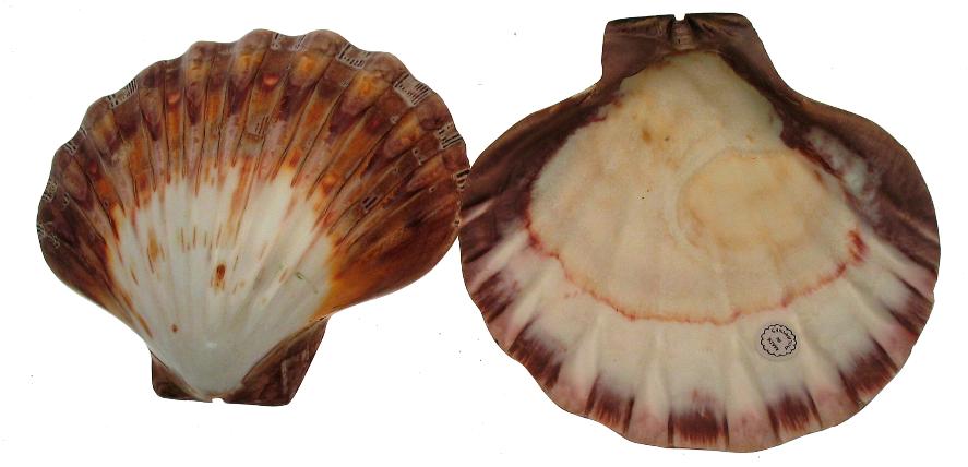 Polished Lions Paw Clam Halves - 4 to 6 inch - Scallop Shell - Philippines