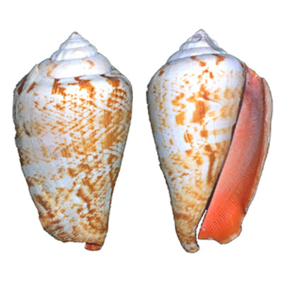 Caracol fresa - Strombus Luhuanus - Strombus fresa - Conchas seleccionadas - 2 pulgadas