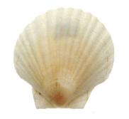 White China Scallop - 2.5 + inches