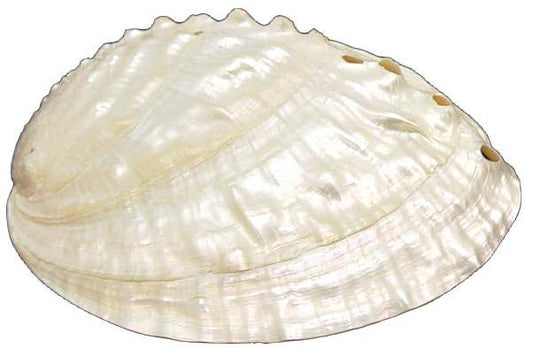 Pearlized Discus Abalone - HALIOTIS DISCUS - 4 inch + Thailand