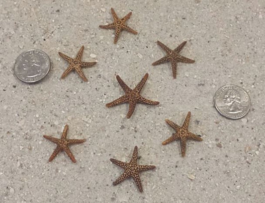 Florida Brown Starfish (1.5 - 2 inches)