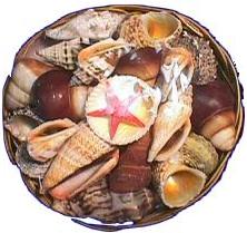 PAQUETE DE CESTA DE 12 PULGADAS - 6 libras cada una