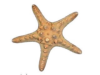 Horned Starfish (2 - 3 inches) Choriaster Granulatus