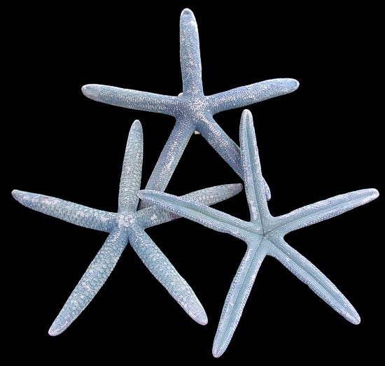 Estrella de mar azul natural - Linckia Laevigata (2-3 pulgadas)