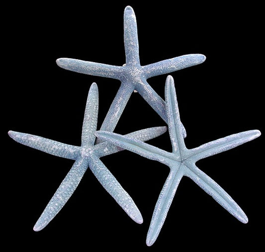 Natural Bluey Starfish - Linckia Laevigata (2 - 3 inches)