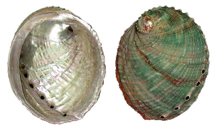 Threaded Cup Abalone HALIOTIS ASSIMILIS - 4 inch + Mexico