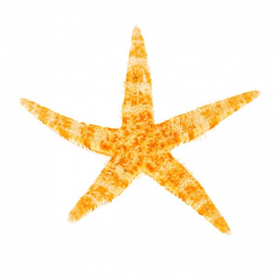 Philippine Starfish (2 - 2.5 inches) Minimum 100 pcs