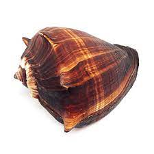 Caracola de Fibra Natural - Melongena Melongena - 3-4"